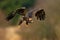 Steppe Eagle, Aquila nipalensis, bird moving action scene, flying dark brawn bird of prey with large wingspan, Norway