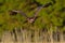 Steppe Eagle, Aquila nipalensis, bird moving action scene, flying dark brawn bird of prey with large wingspan, Sweden