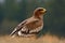 Steppe Eagle, Aquila nipalensis, bird of prey sitting in the grass on meadow, forest in background, animal in the nature habitat,