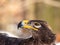 Steppe eagle Aquila nipalensis detail of head