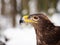 Steppe eagle Aquila nipalensis detail of head in winter time