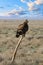 Steppe Eagle Aquila nipalensis sitting on a ferula