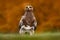 Steppe Eagle, Aquila nipalensis, sitting in the grass on meadow, orange autumn forest in background, Russia. Wildlife scene from n