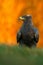 Steppe Eagle, Aquila nipalensis, sitting in the grass on meadow, orange autumn forest in background, Sweden