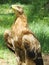 Steppe Eagle (Aquila rapax)