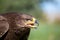 Steppe eagle bird predator asia