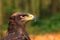 The steppe eagle is a bird of prey