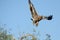 The Steppe Eagle is a bird of prey Taking off