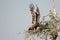 The Steppe Eagle is a bird of prey Taking off bikaner