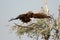 The Steppe Eagle is a bird of prey Taking off bikaner