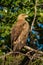 Steppe eagle facing right on sunlit branch