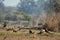 Steppe eagle flock feeding on spotted or Axis deer kill. Action scene of group of animals at keoladeo ghana national park or