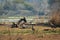 Steppe eagle flock showing dominance on each other and eastern imperial eagle on spotted deer kill at keoladeo