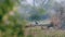 Steppe eagle flock showing dominance on each other and imperial eagle on spotted deer kill. Action scene of group of animals