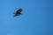 Steppe Eagle fly in sky with showing wing spread