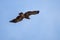 Steppe Eagle fly in sky with showing wing spread