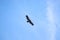 A Steppe Eagle flying high in the blue sky