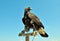 Steppe Eagle head close-up