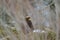 Steppe Eagle hidden in bush branches