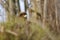 Steppe Eagle hidden in bush branches