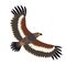 Steppe eagle icon vector illustration. Cartoon style bird