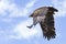 A steppe eagle with its mighty wings in full flight