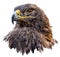 Steppe Eagle portrait isolated on white background. The eagle`s head is turned to the side. Low poly. Vector