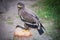 Steppe eagle sits on a tree stump at the falconer