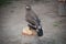 Steppe eagle sits on a tree stump at the falconer