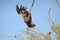 Steppe eagle TAKING OFF JORBEER OUTSKIRT