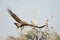 The Steppe Eagle is Taking off Jorbeer outskirt BIKANER