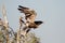 The Steppe Eagle is Taking off Jorbeer outskirt BIKANER