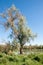 Steppe. Elaeagnus tree growing near the river. silverberry or oleaster, river floodplain Ili Kazahstan