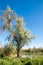 Steppe. Elaeagnus tree growing near the river. silverberry or oleaster, river floodplain Ili Kazahstan