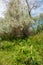 Steppe. Elaeagnus tree growing near the river. silverberry or oleaster, river floodplain Ili Kazakhstan. Licorice is growing near
