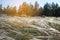 steppe feather grass, Ukraine