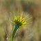 Steppe flower