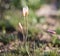 Steppe flower bell