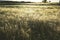 Steppe with flowering feather grass