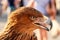 Steppe Golden Eagle. Head of an eagle Berkut close-up