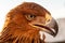 Steppe Golden Eagle. The head of an eagle Berkut on a light background close-up