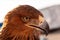 Steppe Golden Eagle. Head of an eagle golden eagle close-up