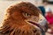 Steppe Golden Eagle. Head of an eagle golden eagle in three quarters close up, selective focus. Berkut in the city