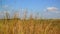 Steppe grass In central part of Russia