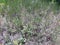 Steppe grass growing on the ground