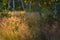 Steppe grass in sunset light