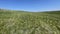 Steppe - Grasslands - Landscape mosaic