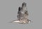 Steppe hawk in flight