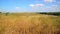 Steppe landscape In central part of Russia