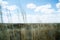 Steppe landscape. Lonely green plants on dry, hot sand